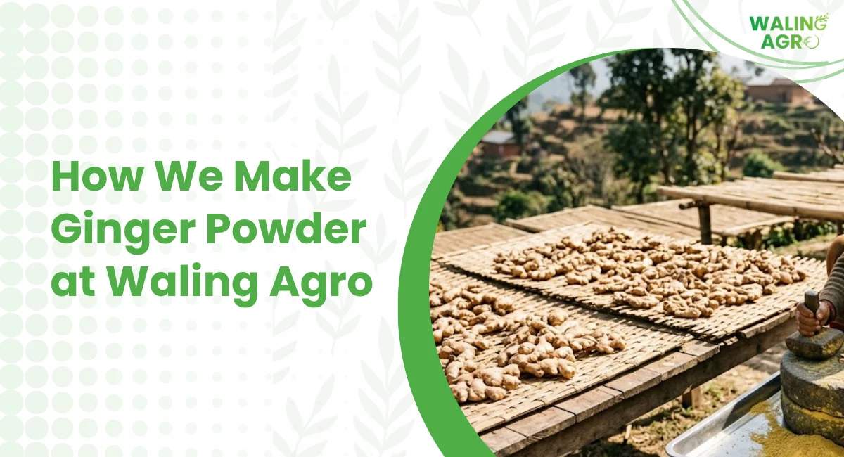 How We Make Ginger Powder at Waling Agro