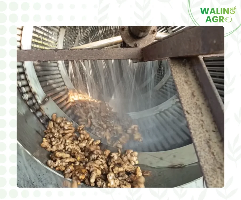 ginger circular washing