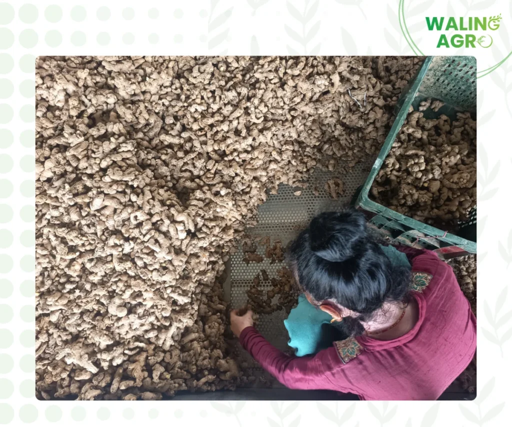 ginger sorting