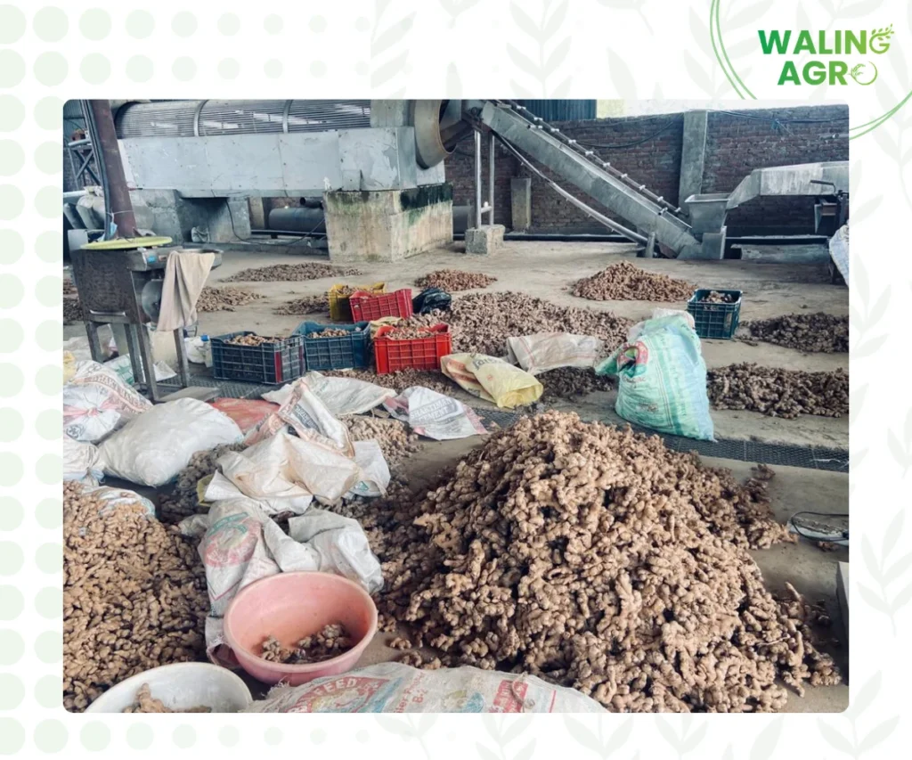 ginger sourcing