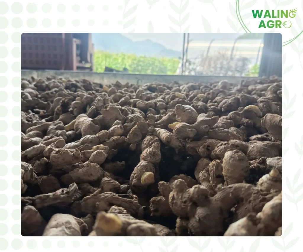 ginger surface drying