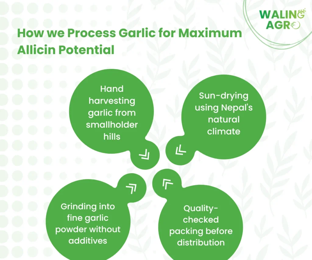 how we process garlic for maximum alliicin potential