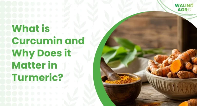 What is Curcumin and Why Does it Matter in Turmeric