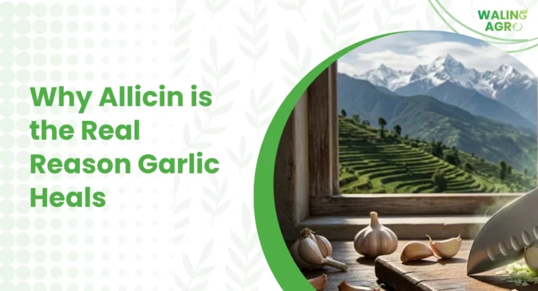 Why Allicin is the Real Reason Garlic Heals