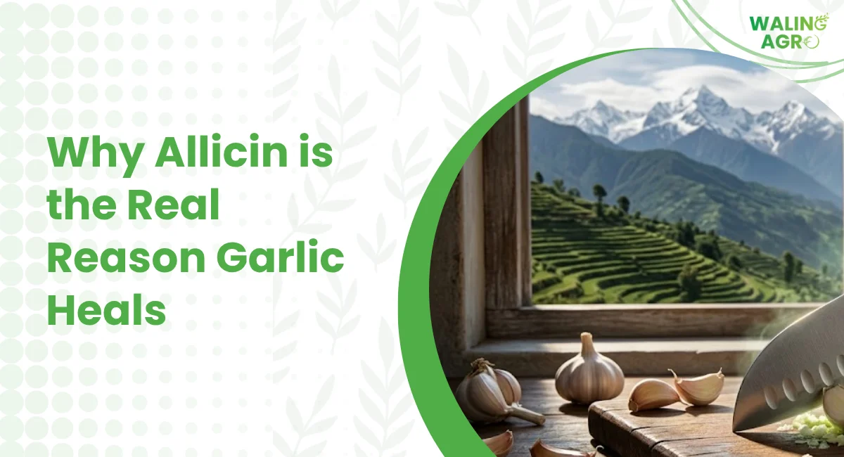 Why Allicin is the Real Reason Garlic Heals