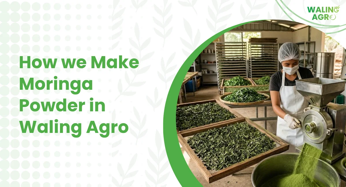 how we make moringa powder in walign agro