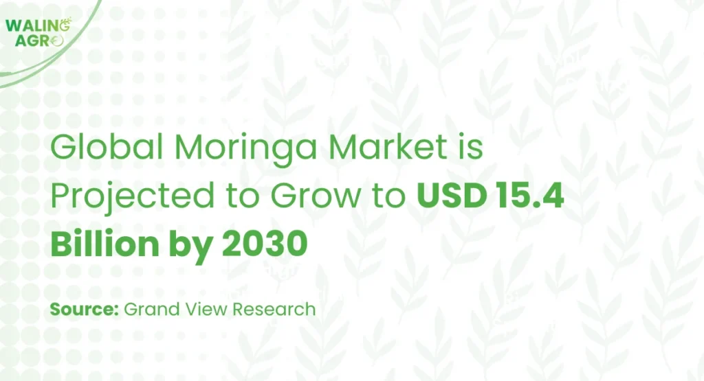 moringa powder global market