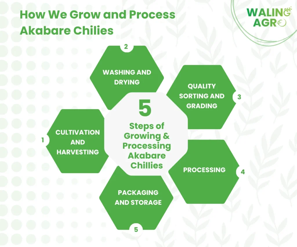 How We Grow and Process Akabare Chilies