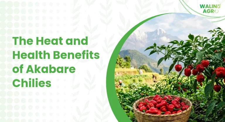 The Heat and Health Benefits of Akabare Chilies